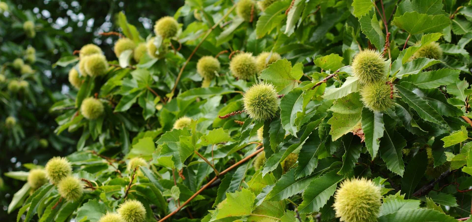Cold Brook Farm Joins the American Chestnut Foundation