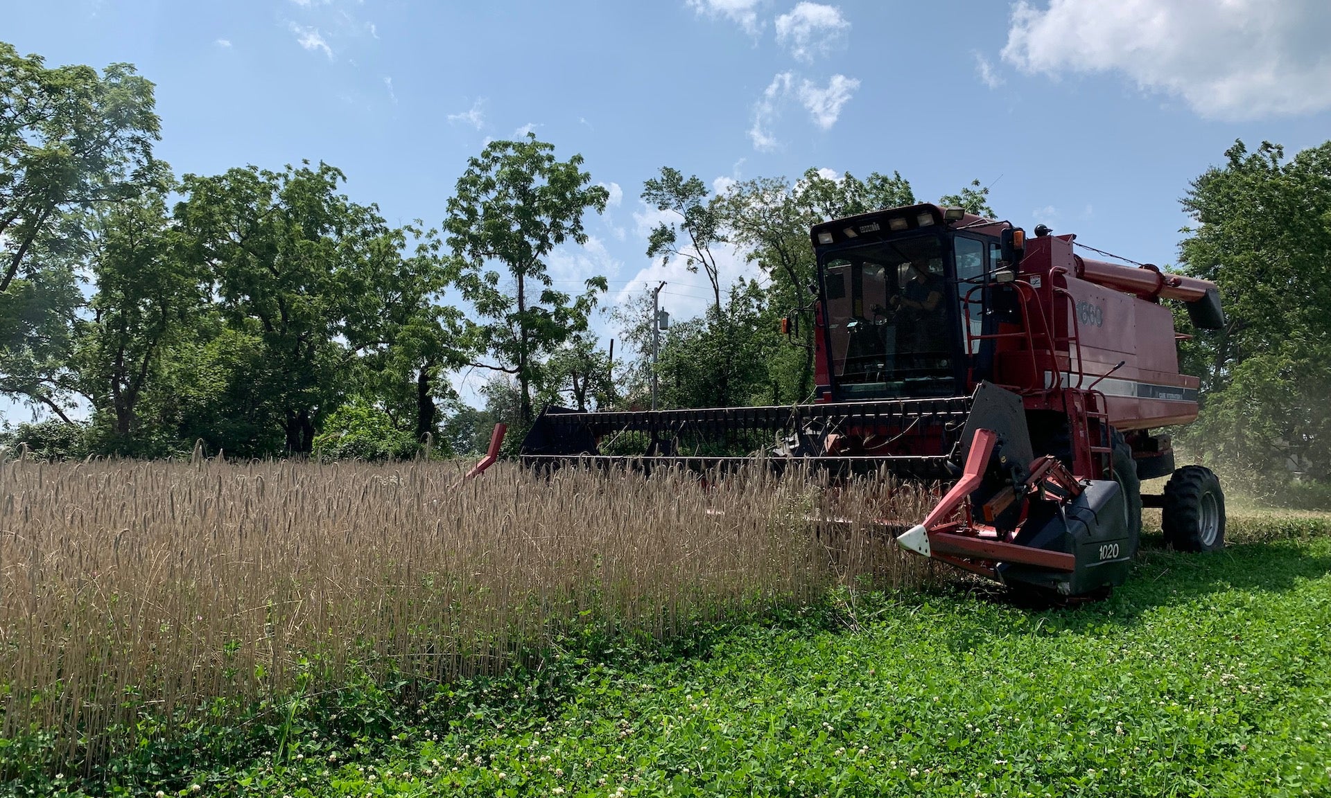 Cold Brook Farm — Our First Grain Harvest | Oldwick, NJ