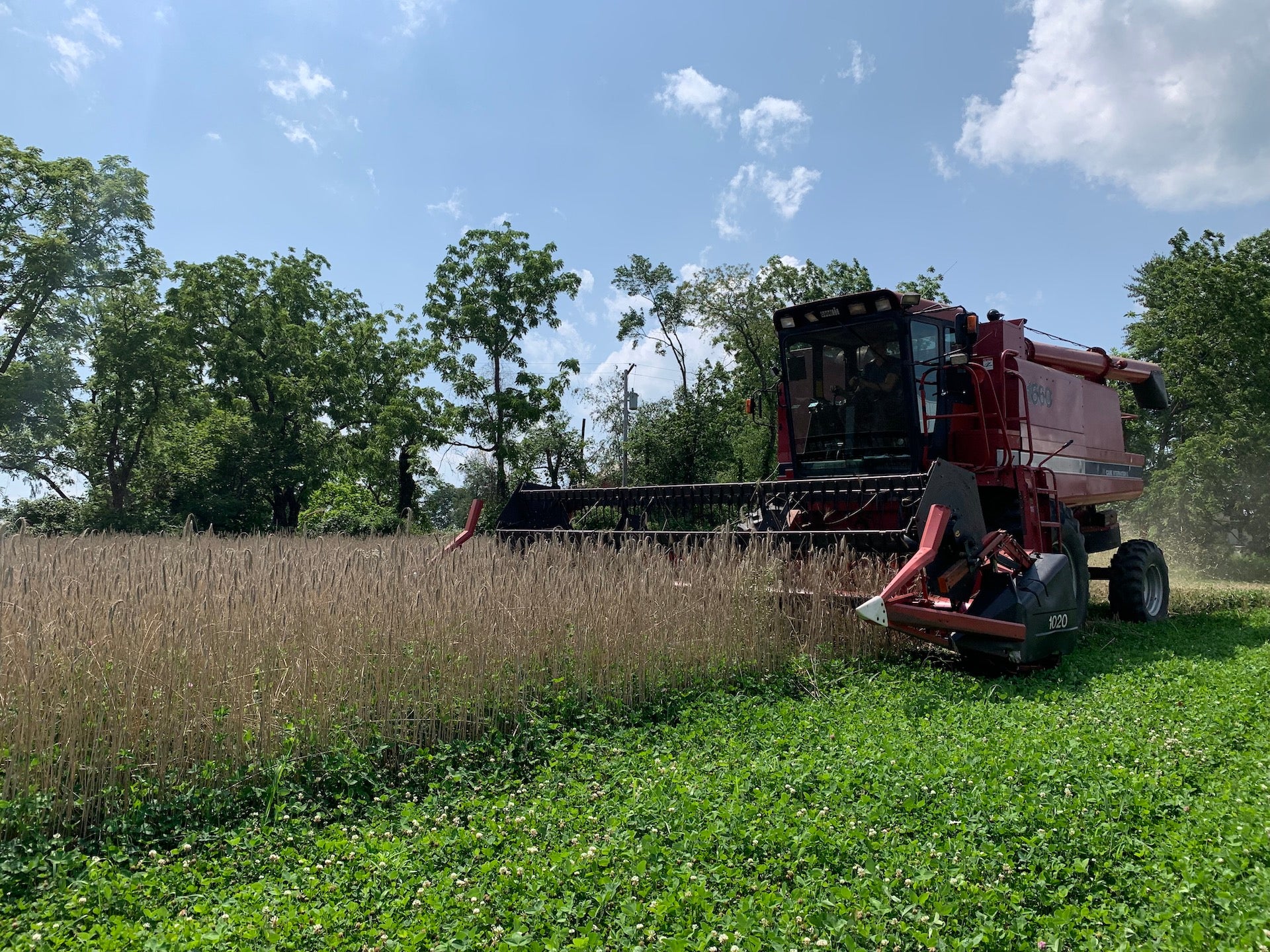 Cold Brook Farm — Our First Grain Harvest | Oldwick, NJ