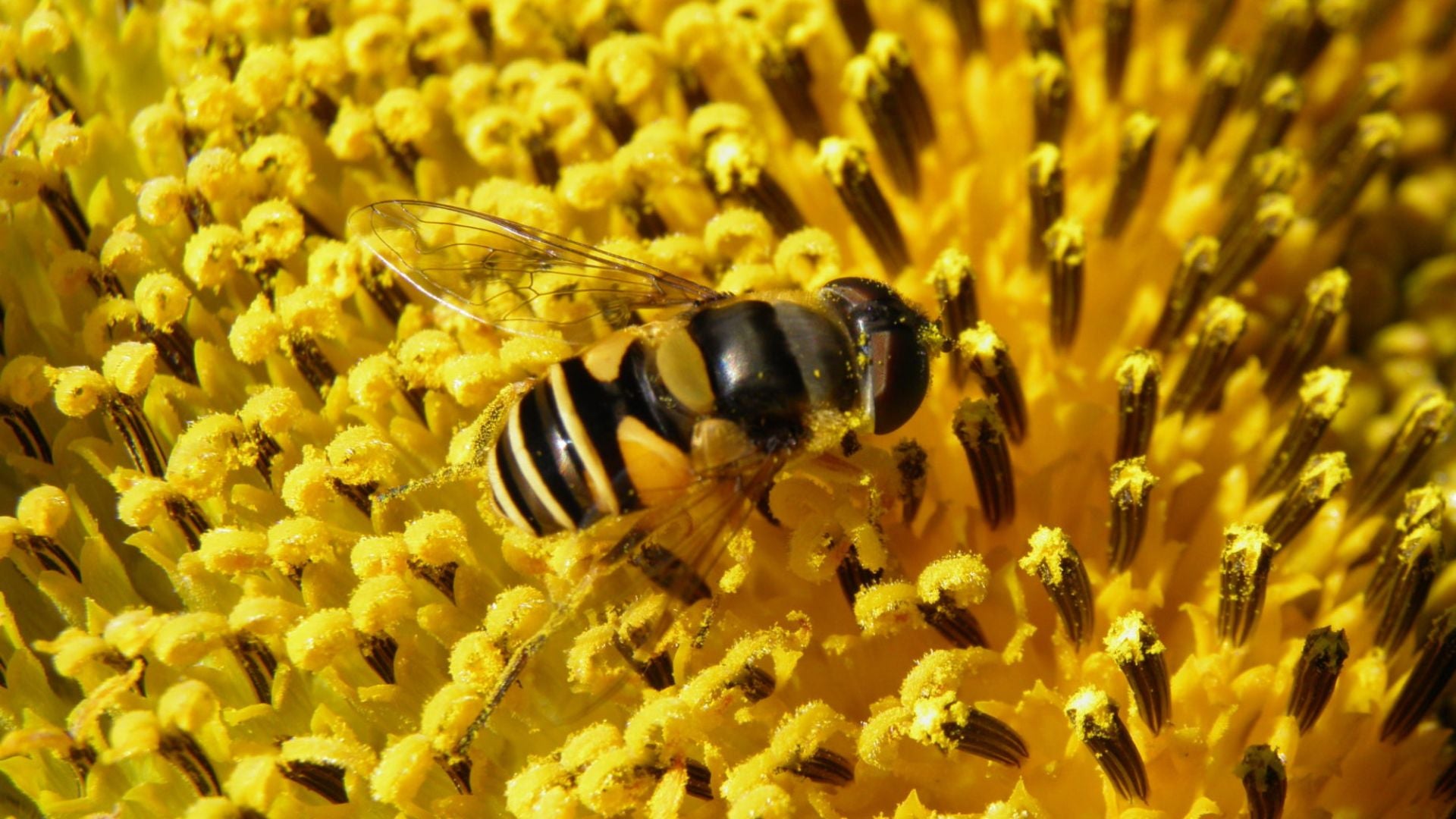 Cold Brook Farm | pollinator habitats