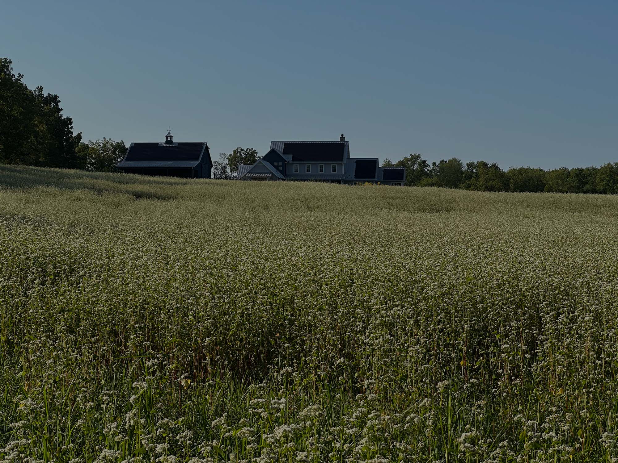 A wide rural landscape with a large field of flowering plants in the foreground, trees along the horizon, and a few small farm buildings under a pale sky.