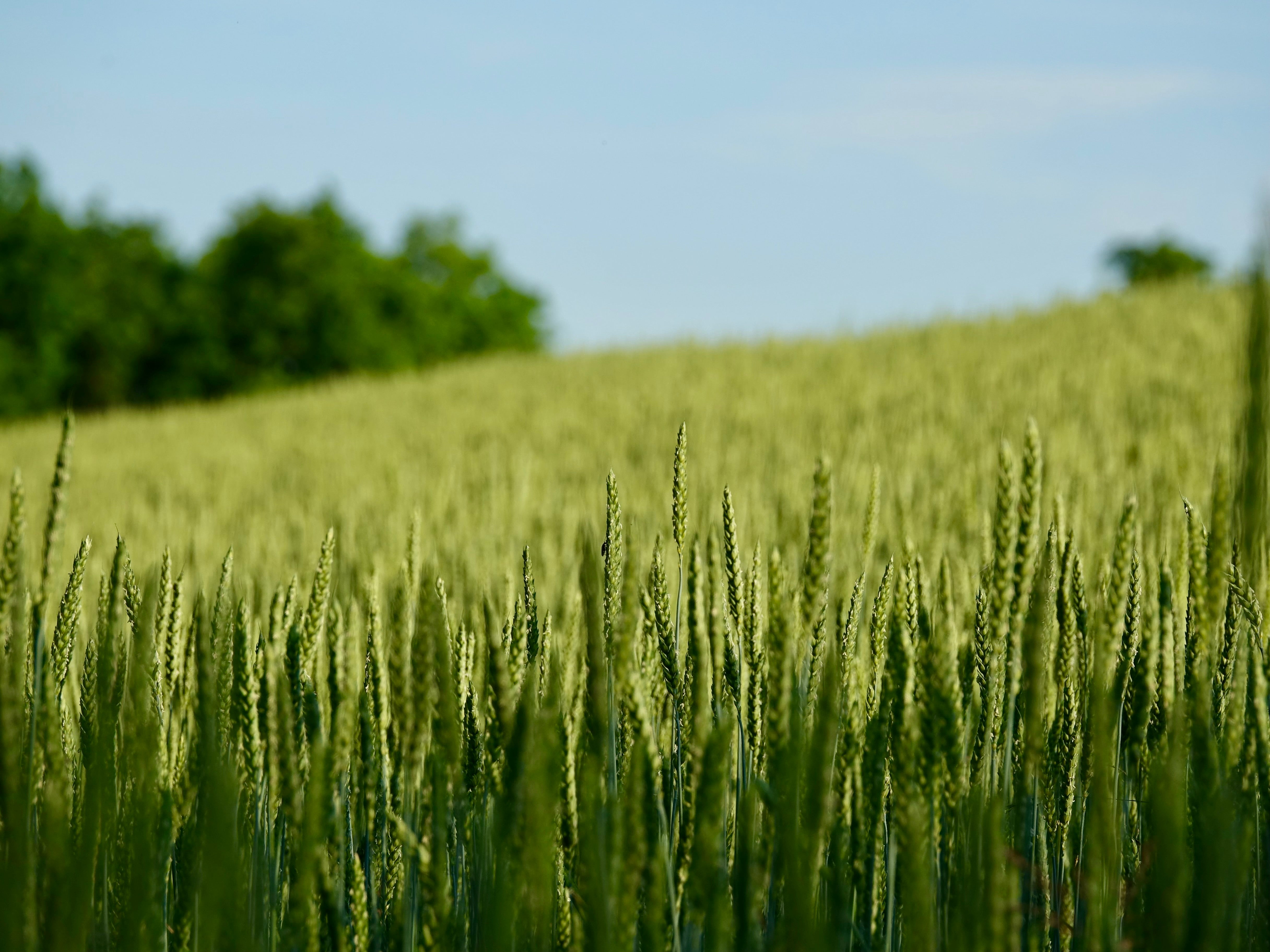 A close-up view of a green wheat field with blurred stalks in the foreground and a soft-focus background of trees and blue sky.