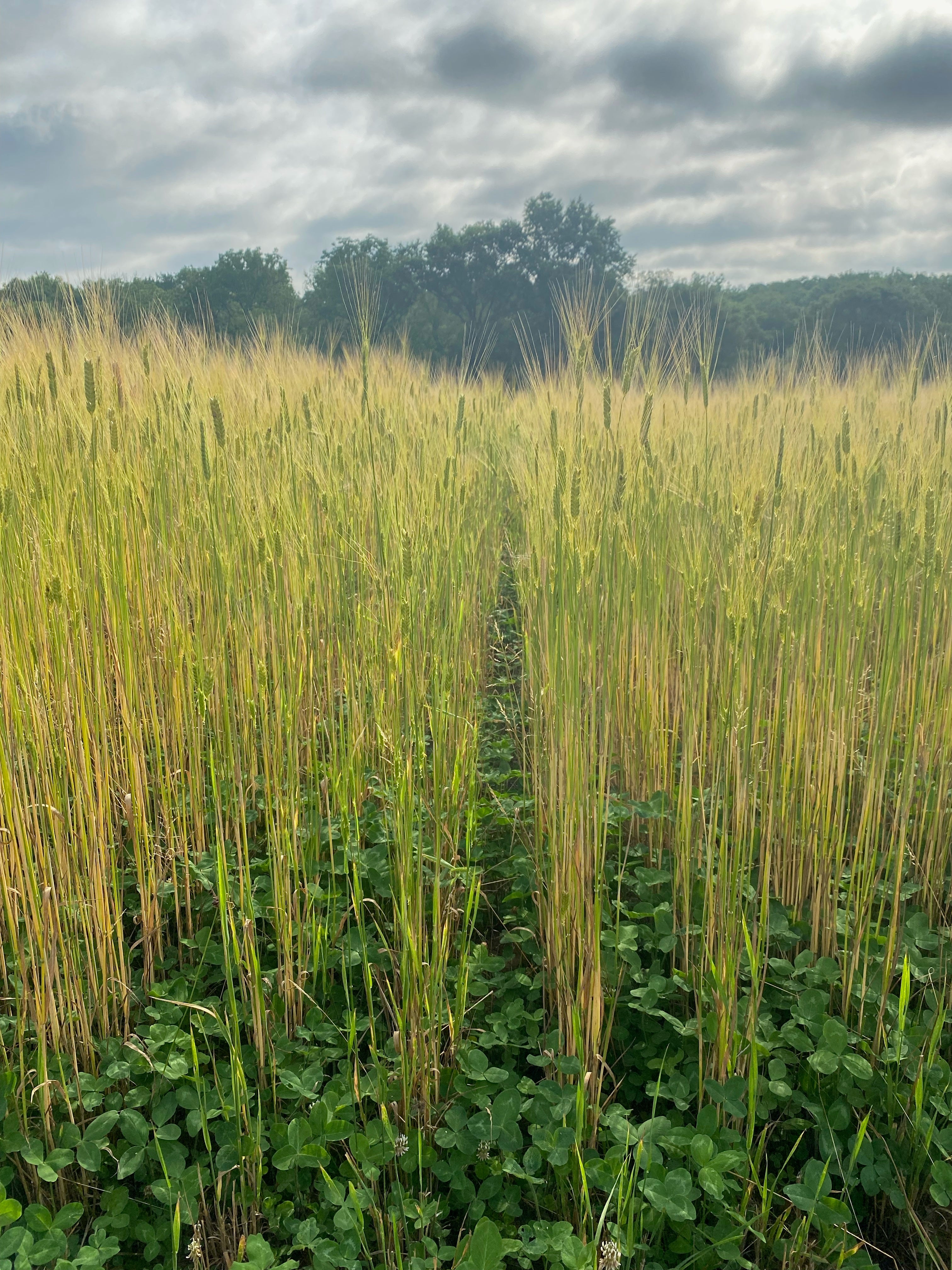 A wide view of a tall grass field with green and yellow stalks under a cloudy sky, with a line of trees in the distance.