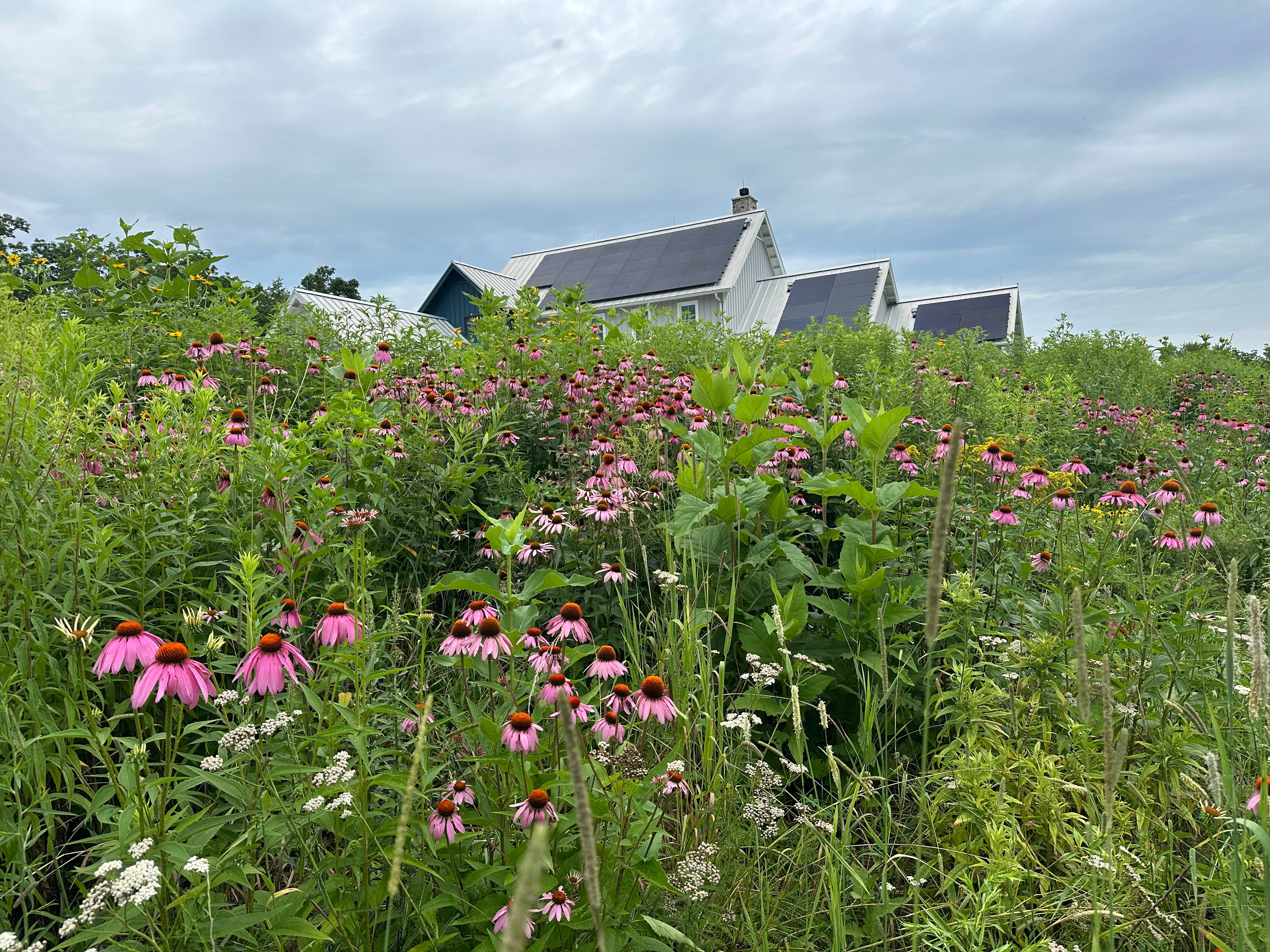 A lush green field of pink and white coneflowers in the foreground, with a white house featuring solar panels on the roof in the background under a cloudy sky.