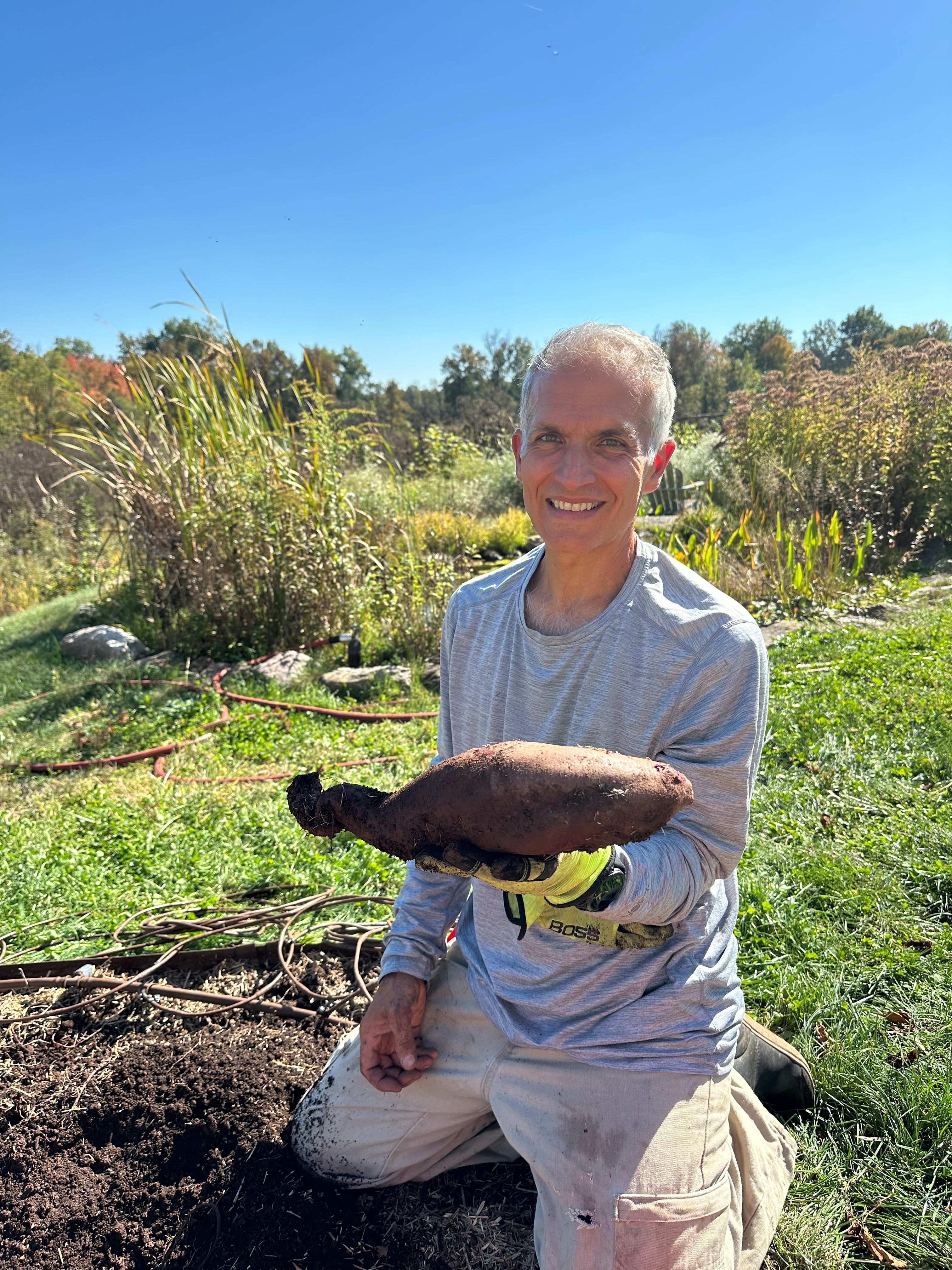 A smiling man kneeling outdoors in a garden bed, holding a freshly harvested sweet potato. He is wearing a light gray long-sleeve shirt, beige work pants, and yellow gloves.
