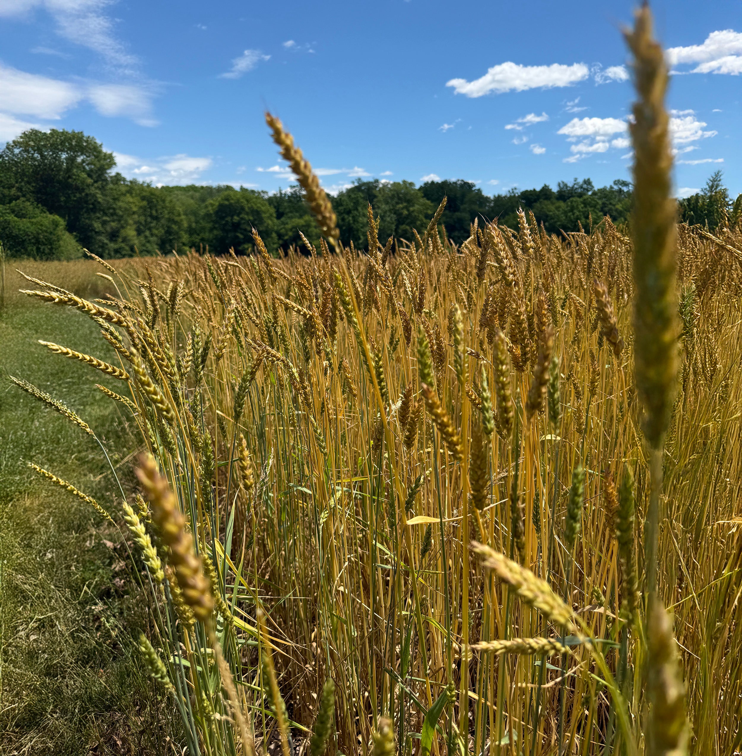 A close-up view of rouge de bourdeaux wheat stalks in a field under a bright blue sky with scattered white clouds, with a line of green trees in the background.