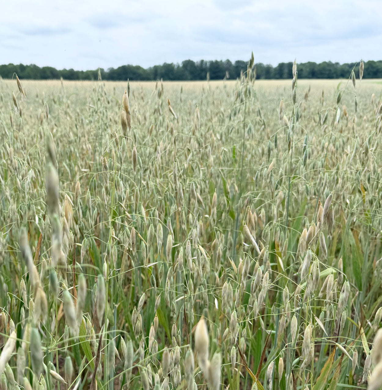 A close-up view of a grain field with oat-like stalks in full green and beige color, with a line of trees in the distance under a cloudy sky.