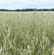 A close-up view of a grain field with oat-like stalks in full green and beige color, with a line of trees in the distance under a cloudy sky.