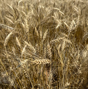 Close-up view of golden redeemer wheat stalks in a field, with the grains and fine hairs of the wheat clearly visible.
