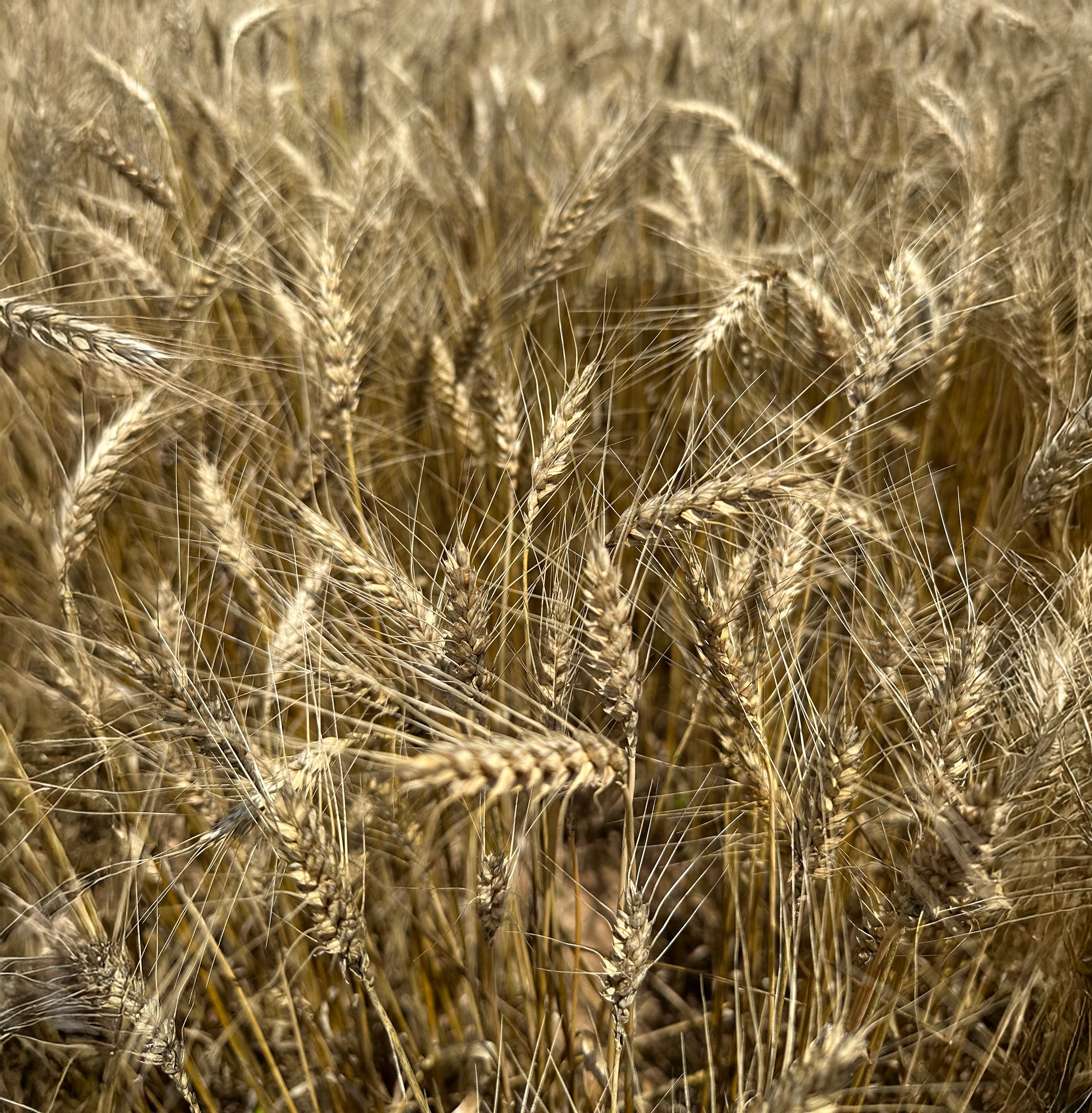 Close-up view of golden redeemer wheat stalks in a field, with the grains and fine hairs of the wheat clearly visible.