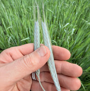 A close-up of a hand holding two pale green wheat ears of young rye against a blurred green field background.