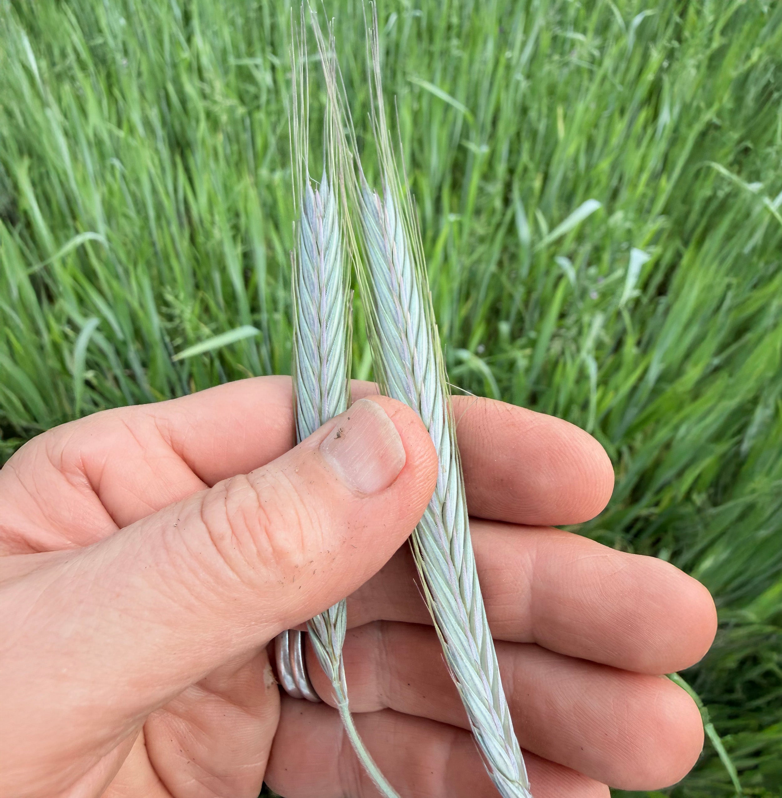 A close-up of a hand holding two pale green wheat ears of young rye against a blurred green field background.