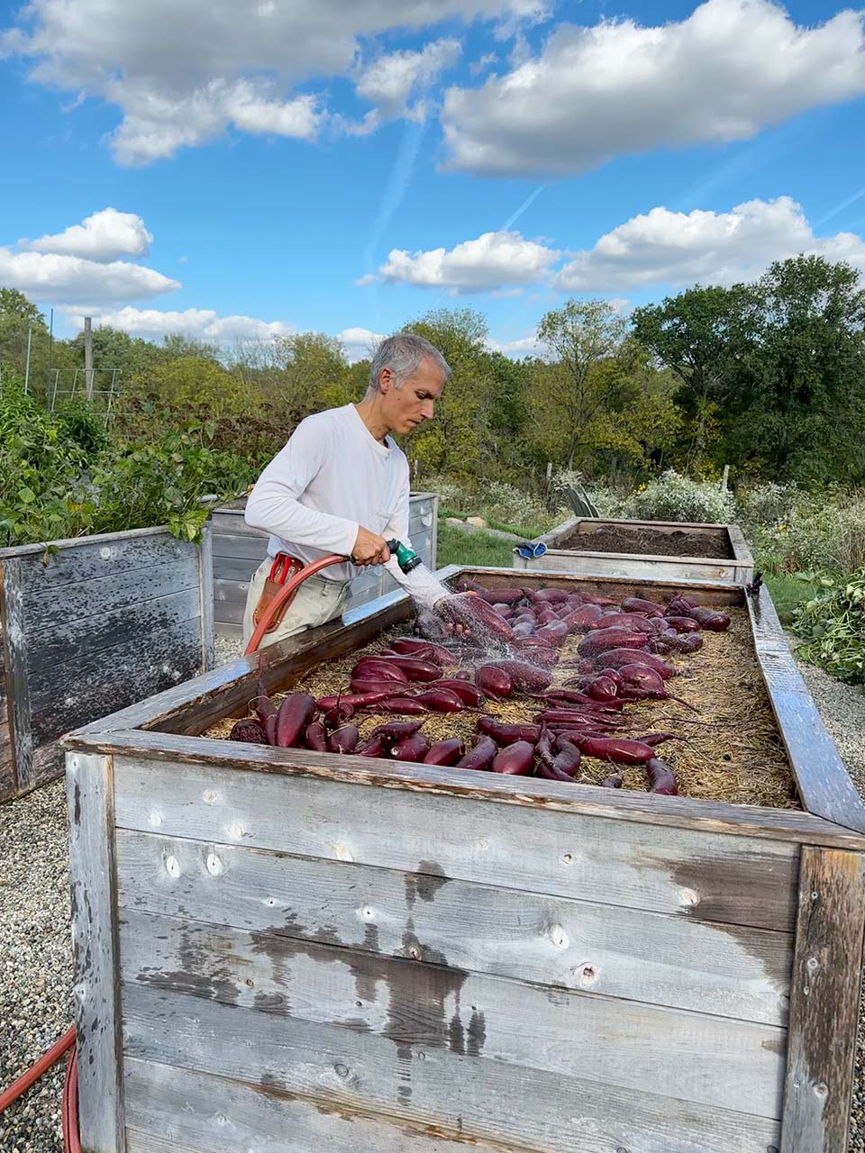A man in a white long-sleeve shirt waters a large wooden raised garden bed filled with red sweet potatoes outdoors under a blue sky with clouds.