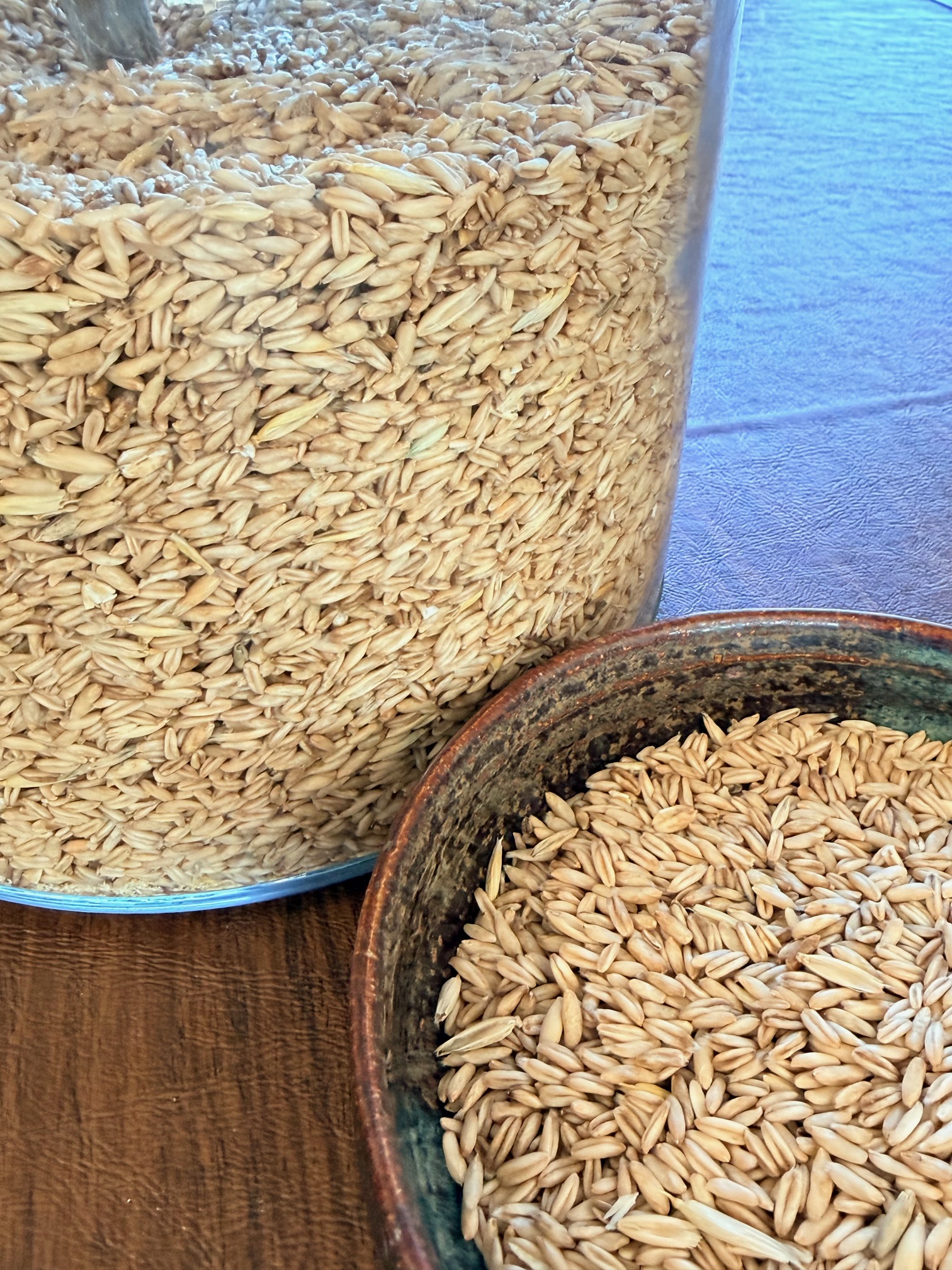Organically Grown Raw Hulless Oats - Image 2
