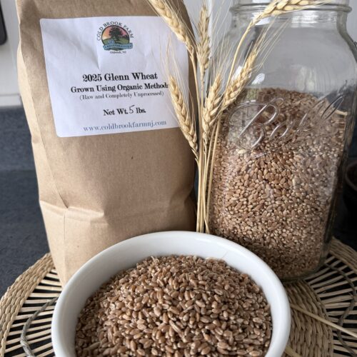 Organically Grown Glenn Wheat